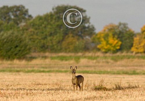 Roe Doe in a Stuble Field DM0698